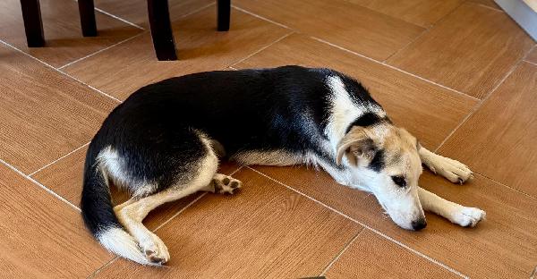 💖 Lily, dal dolore alla speranza, cerca casa Foto 5