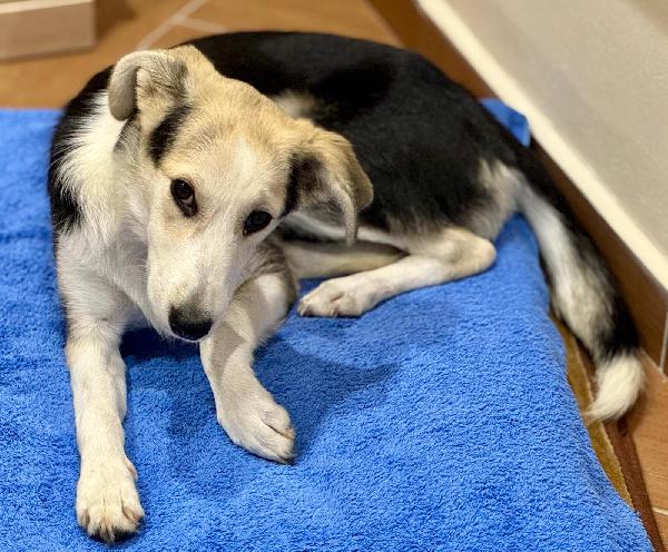💖 Lily, dal dolore alla speranza, cerca casa Foto 6