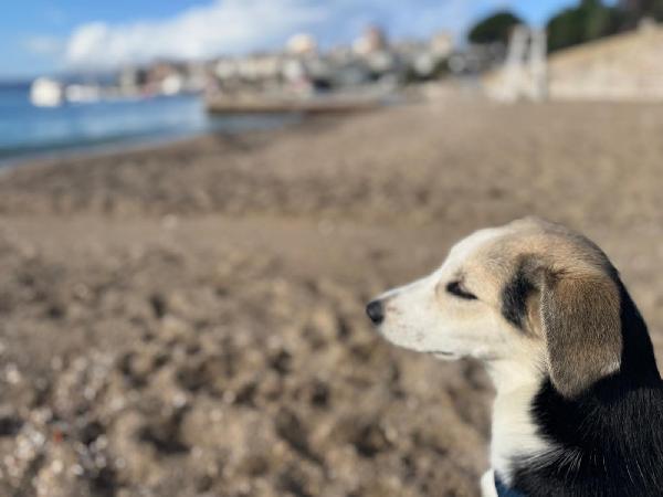 💖 Lily, dal dolore alla speranza, cerca casa Foto 8