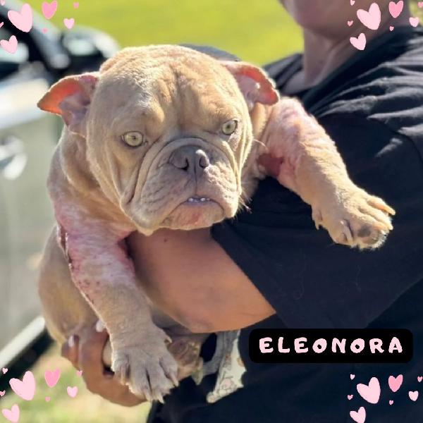 Eleonora - American Bully Pocket 1 Anno Cerca Adozione