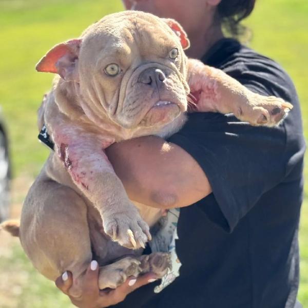 Eleonora - AMERICAN BULLY POCKET 1 anno cerca adozione Foto 2
