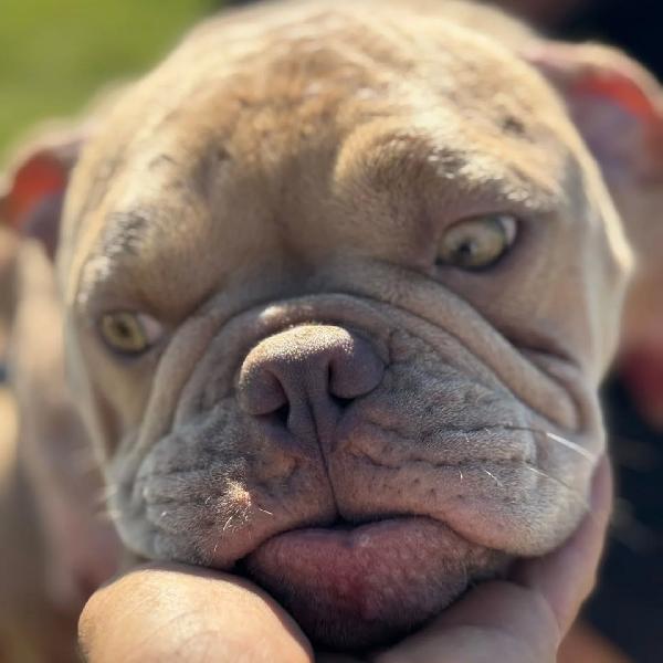 Eleonora - AMERICAN BULLY POCKET 1 anno cerca adozione Foto 3