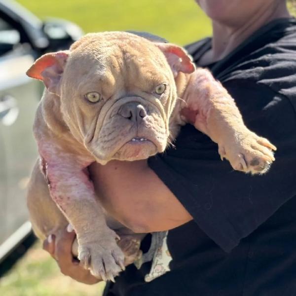 Eleonora - AMERICAN BULLY POCKET 1 anno cerca adozione Foto 4