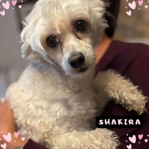 Shakira Dolcissima Chinese Crested Dog Con Pedigree Cerca Casa!!!