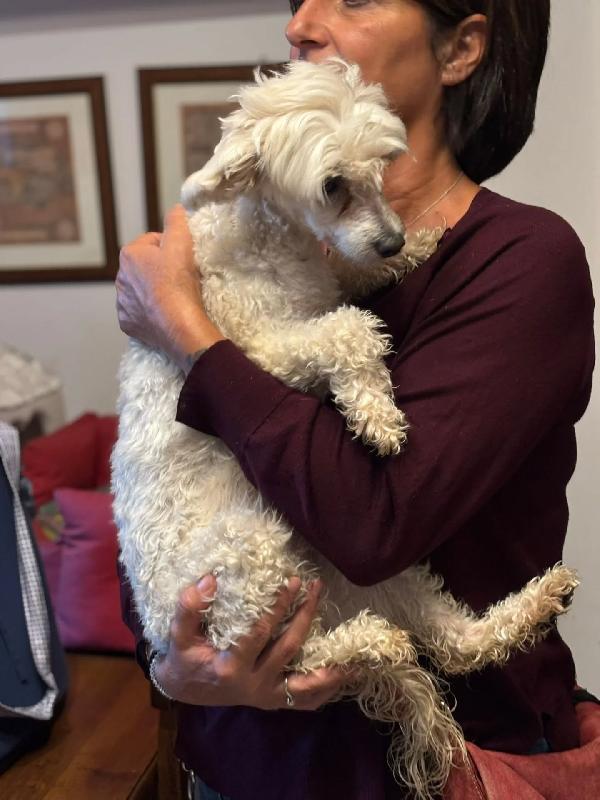 Shakira dolcissima chinese crested dog con pedigree cerca casa!!! Foto 3