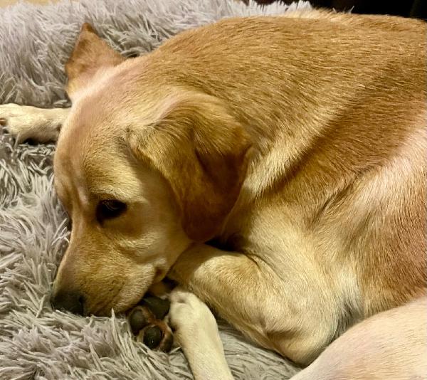 Lello Dolcissimo Mix Labrador Biondo 