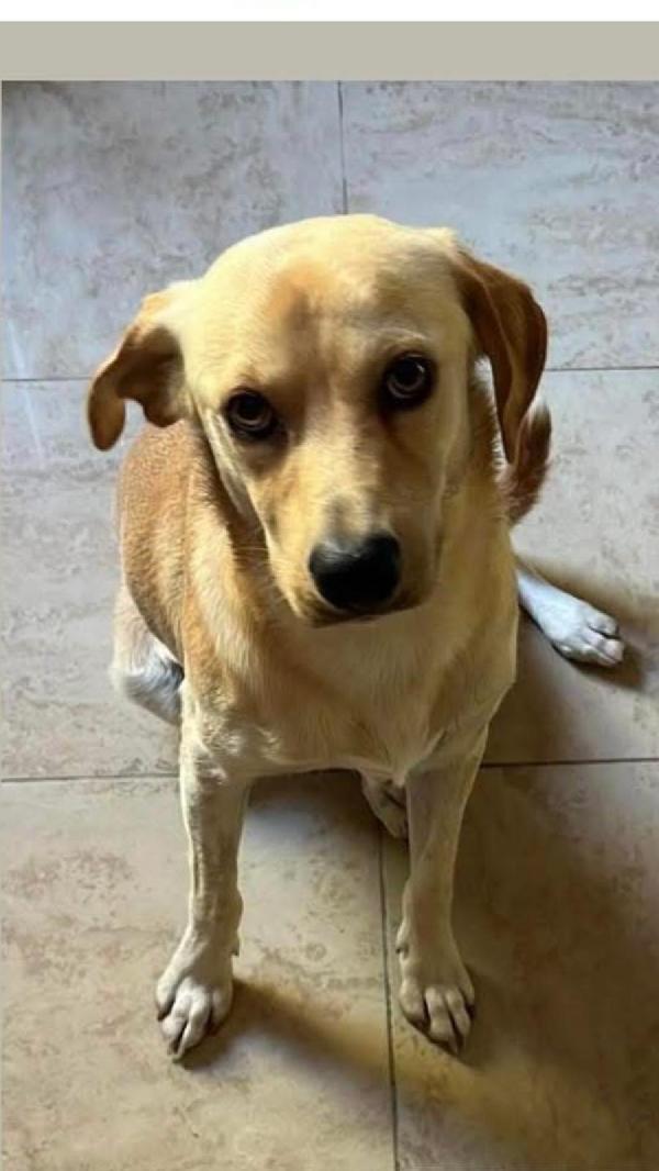Lello dolcissimo mix labrador biondo  Foto 2