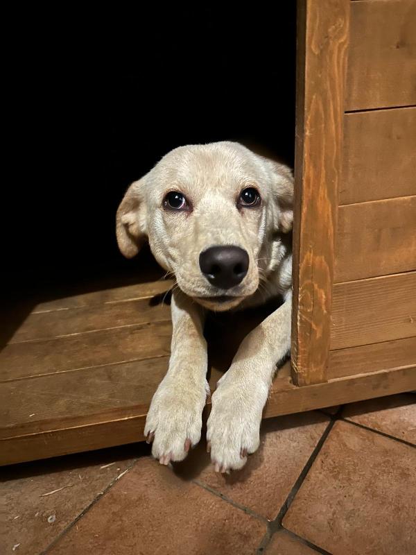 Lello dolcissimo mix labrador biondo  Foto 4