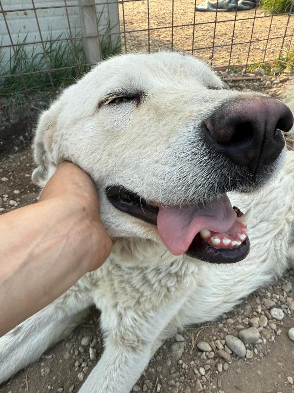 Craco Dolcissimo Cagnolone Bianco 