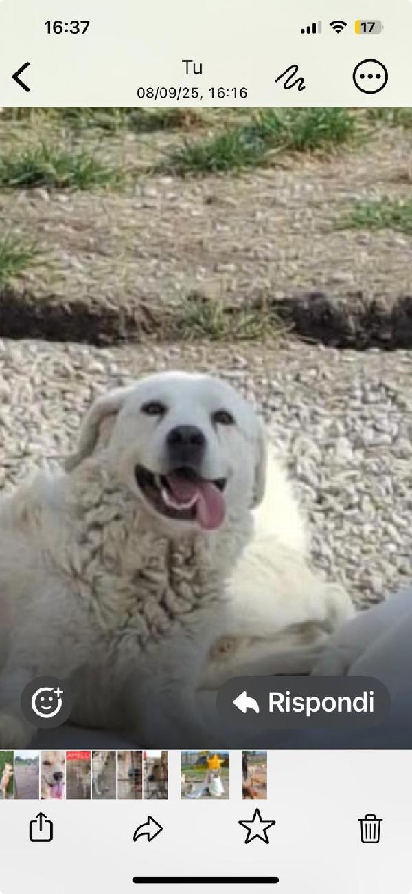 Craco dolcissimo cagnolone bianco  Foto 2