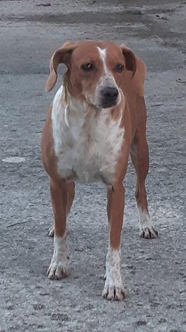 Bella taglia medio piccola 12 kg  Foto 2