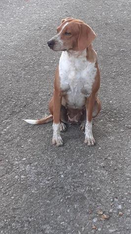 Bella taglia medio piccola 12 kg  Foto 3