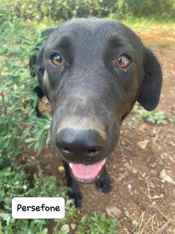 Persefone Simil Labrador