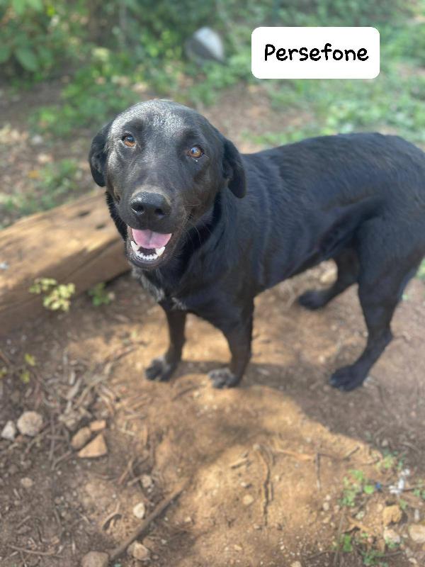Persefone simil labrador Foto 2