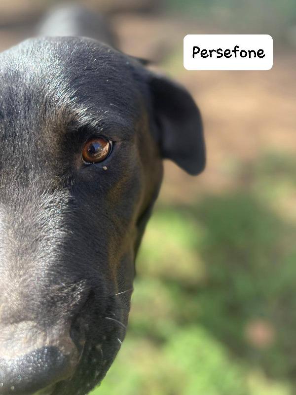 Persefone simil labrador Foto 3