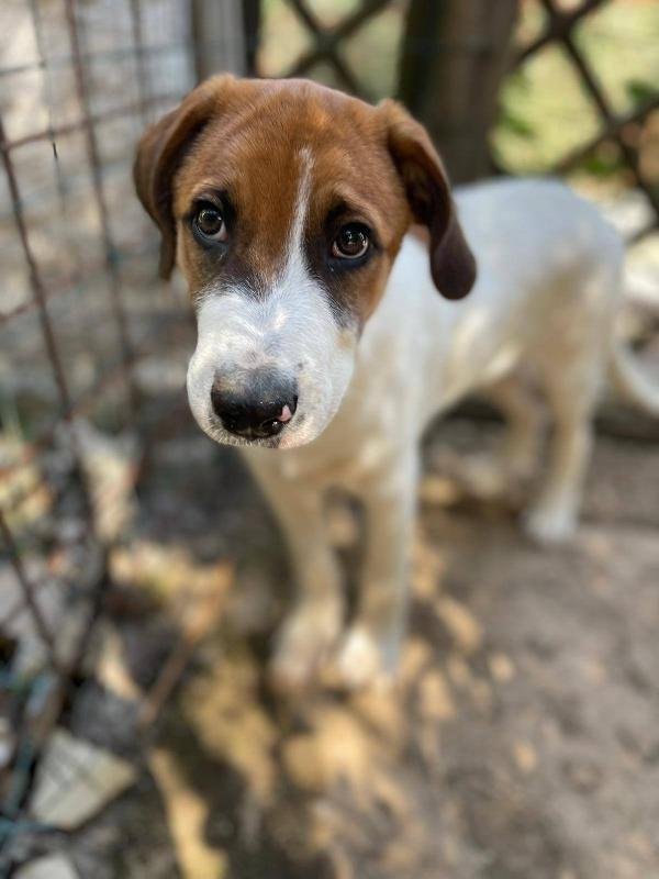 Bubi Cucciolo