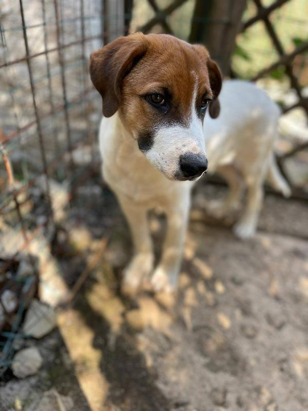 Bubi cucciolo Foto 6