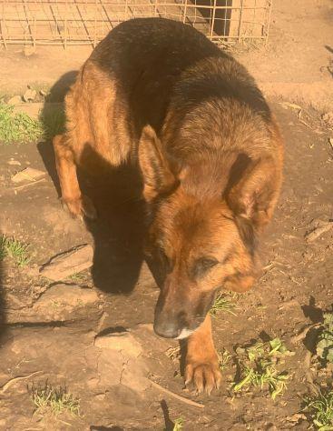 Duchessa pastore tedesco con pedigree Foto 3