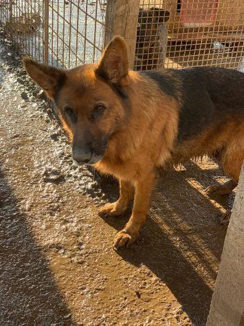 Duchessa pastore tedesco con pedigree Foto 6