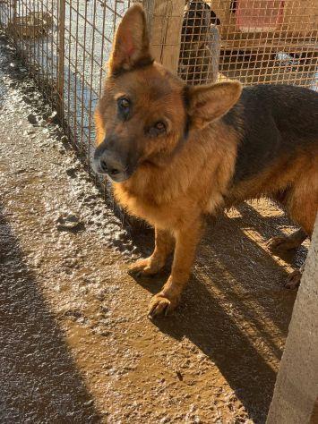 Duchessa pastore tedesco con pedigree Foto 7
