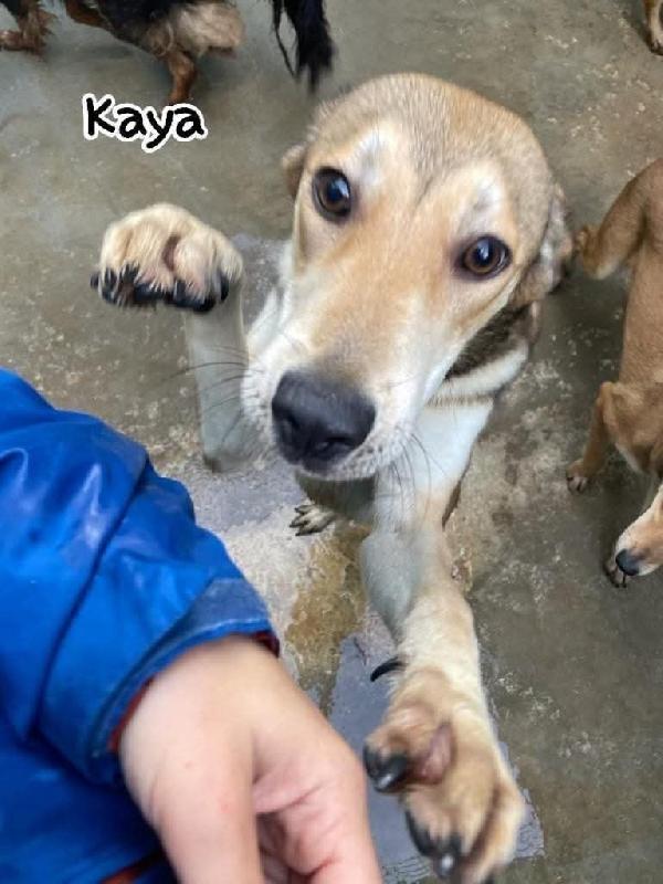 Kaya , Kimi E Koko