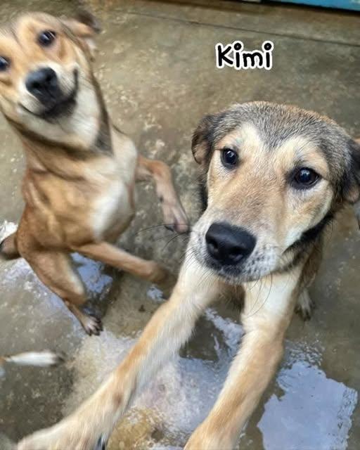 Kaya , Kimi e Koko Foto 5