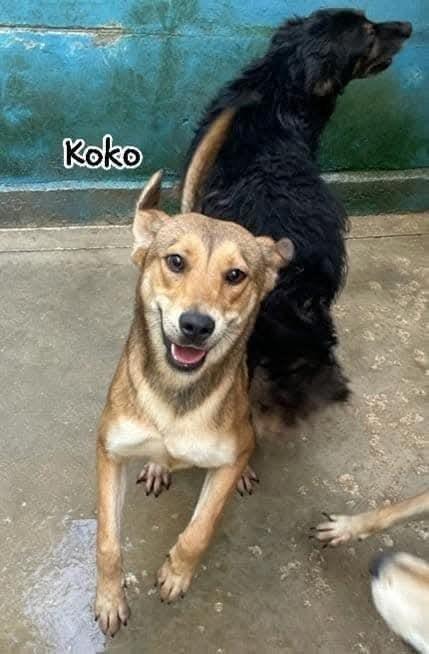 Kaya , Kimi e Koko Foto 6