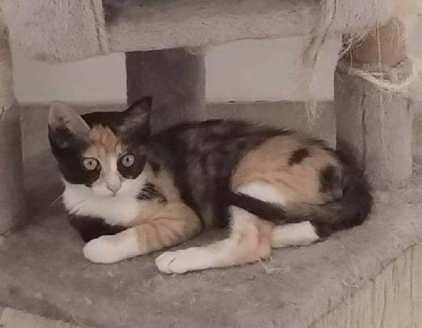 Sula