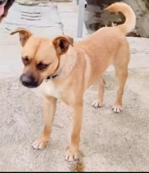 Tony 15Mesi Mix Boxer In Miniatura. Calabria 