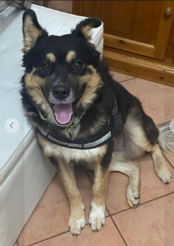 Kobe 2Anni E 1/2 Mantova Urgente Adozione 