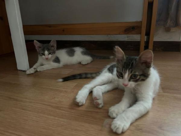 Hermes e Ares Foto 6