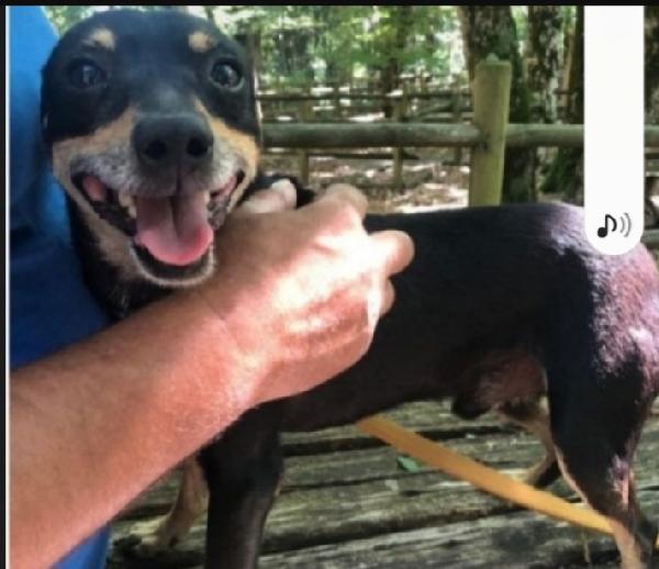 Pinscher adulto sfortunato SOS GARGANO Foto 2