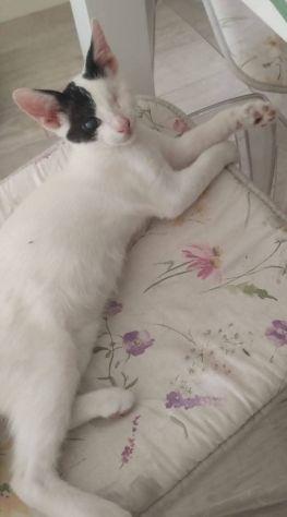 Tobia Foto 2