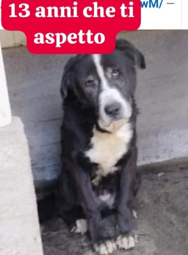 Geppetto Anziano Una Vita In Canile Roma