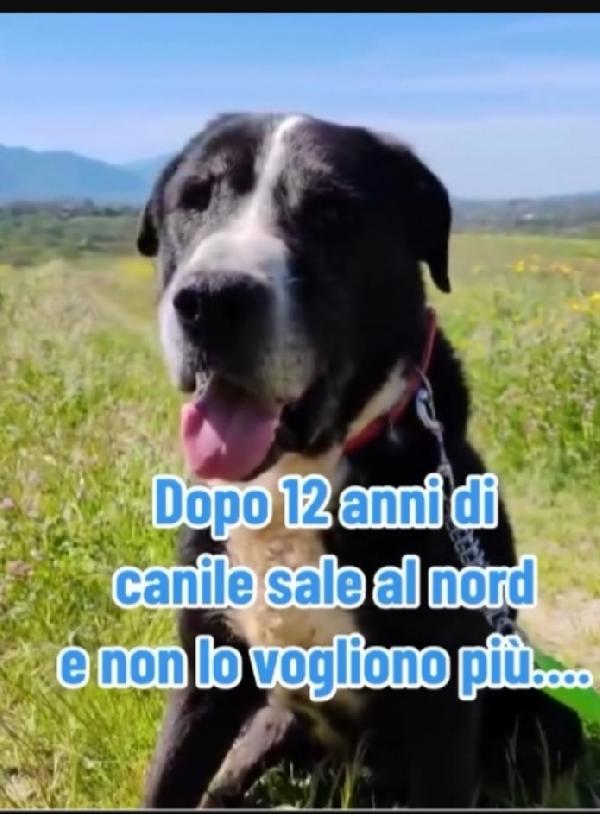 Geppetto anziano una vita in canile ROMA Foto 2