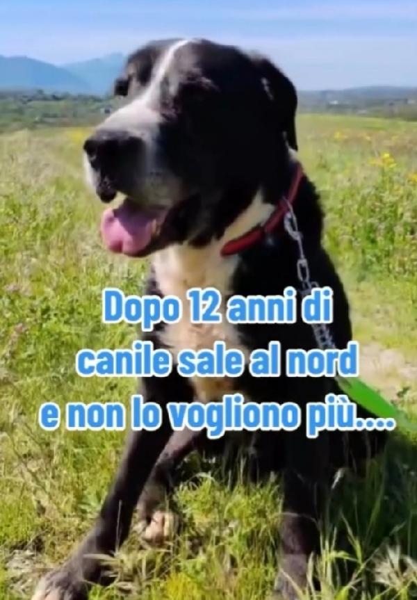 Geppetto anziano una vita in canile ROMA Foto 3