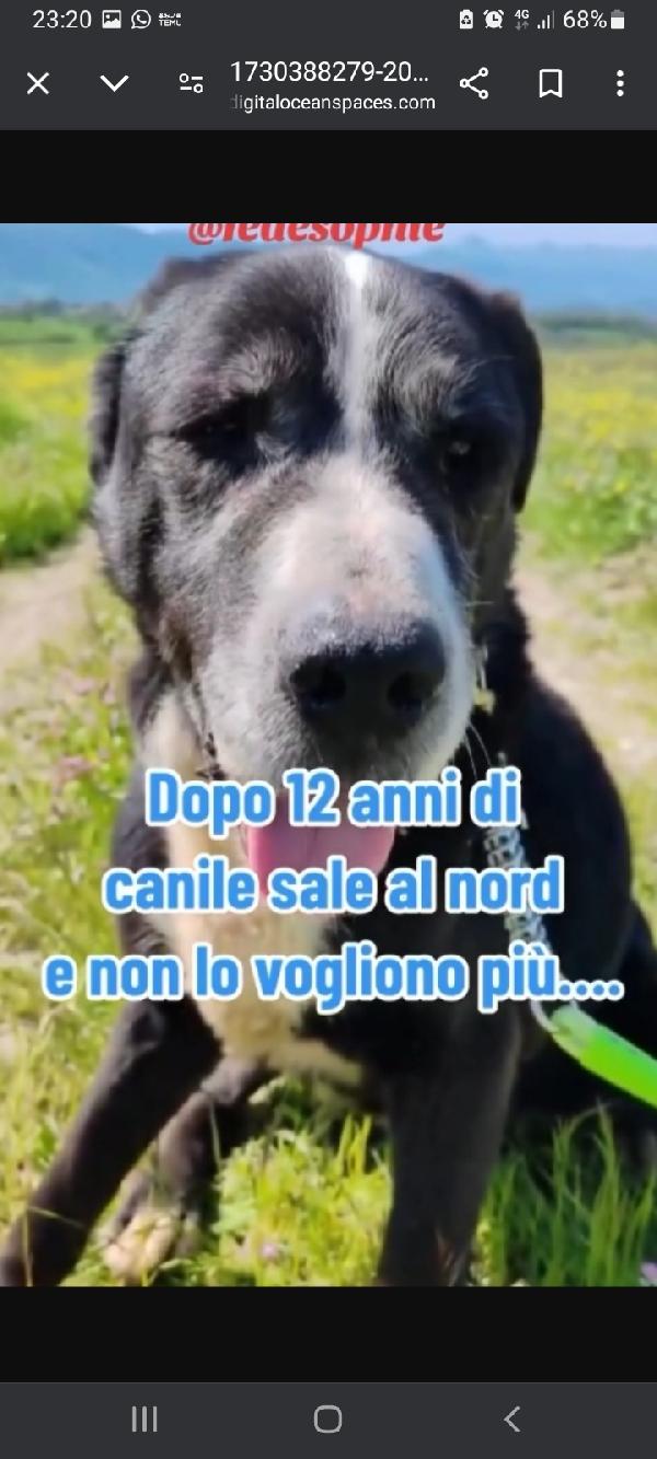 Geppetto anziano una vita in canile ROMA Foto 4