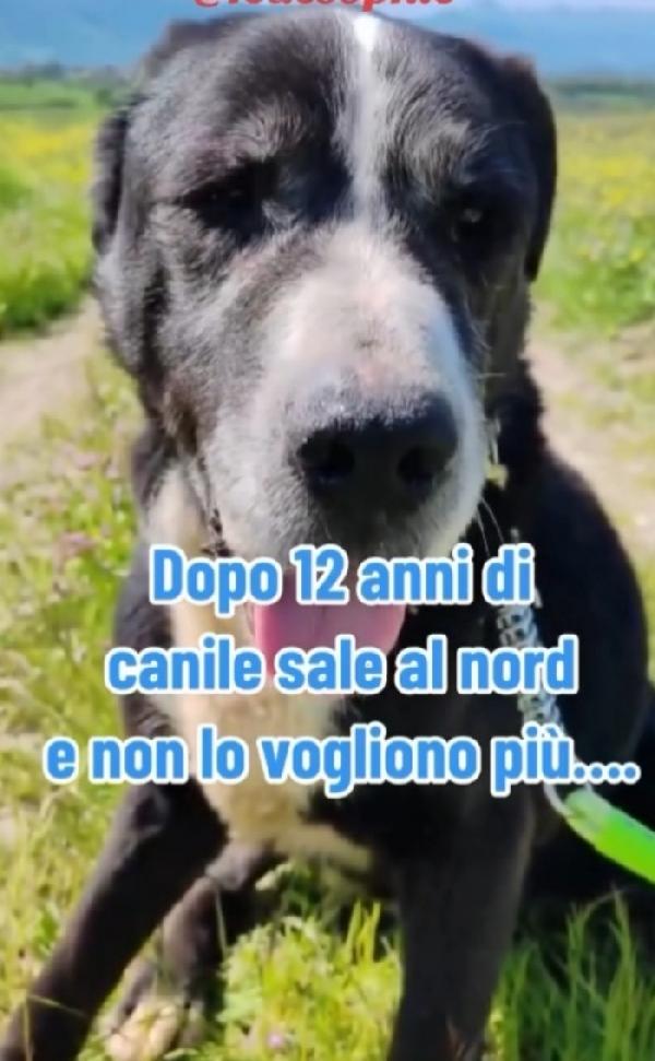 Geppetto anziano una vita in canile ROMA Foto 5