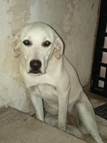 Dana Simil Labrador