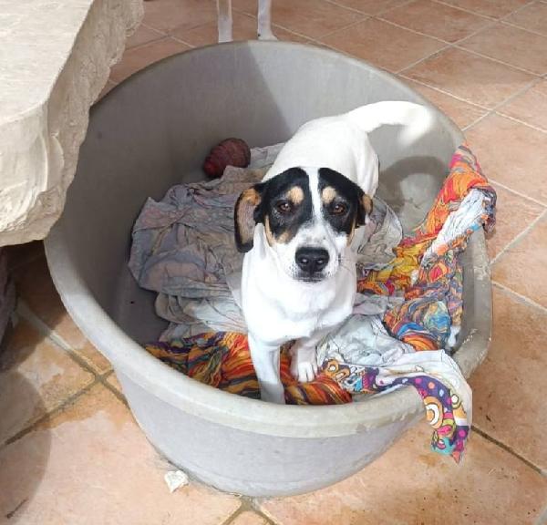 Totò Cucciolo Taglia Piccola