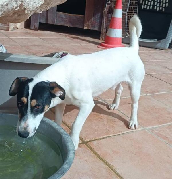 Totò cucciolo taglia piccola Foto 2