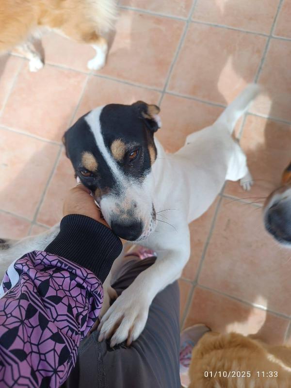 Totò cucciolo taglia piccola Foto 3