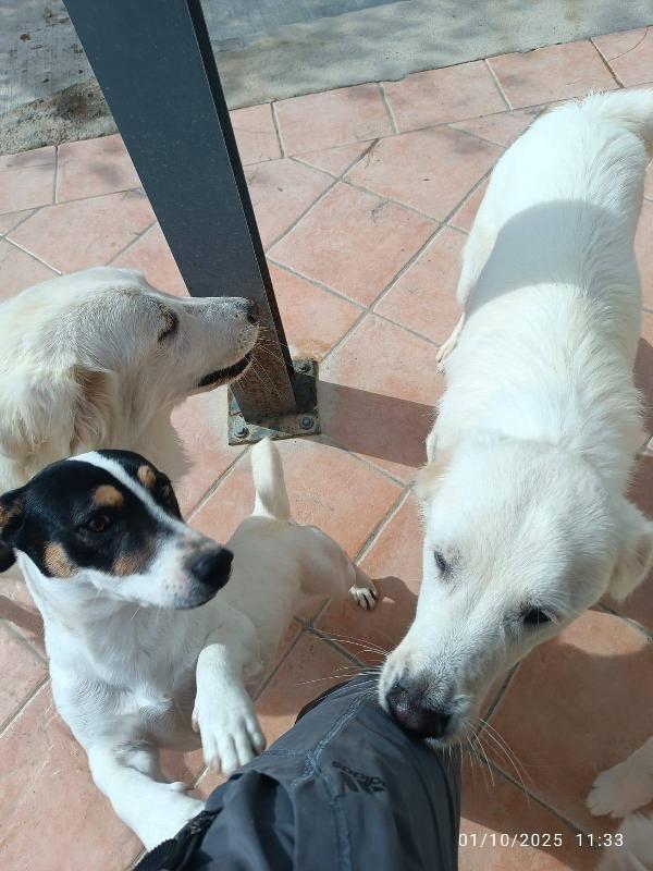 Totò cucciolo taglia piccola Foto 4