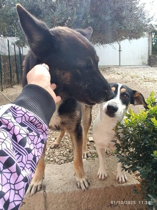 Totò cucciolo taglia piccola Foto 5
