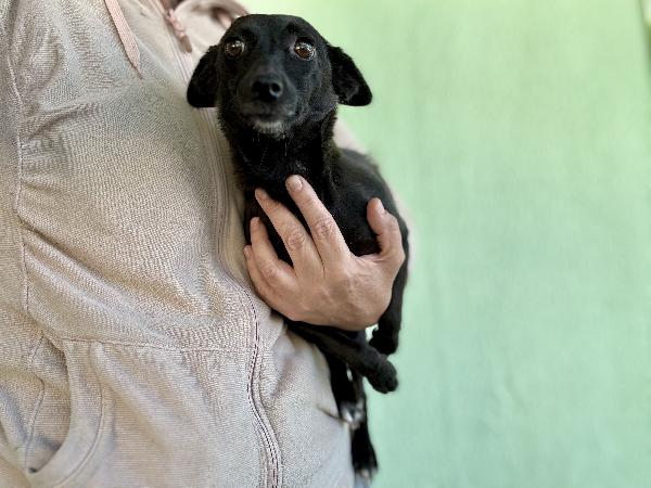Pinzetta Cagnolina Di Due Anni Minuscola
