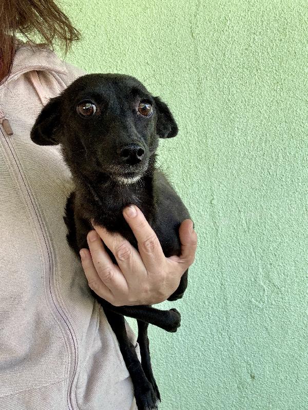Pinzetta cagnolina di due anni minuscola Foto 2