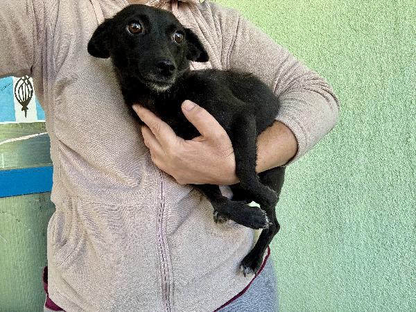 Pinzetta cagnolina di due anni minuscola Foto 3