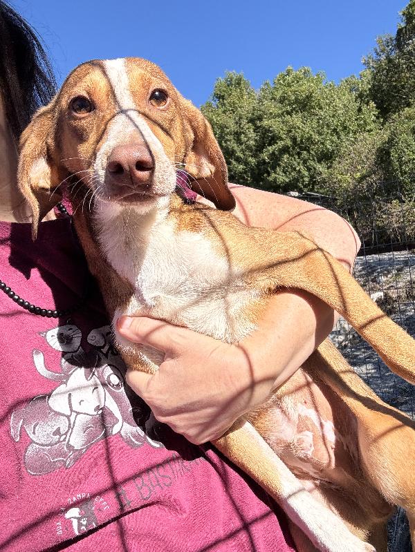 Pangolino Cucciolo Mix Segugio 6 Mesi