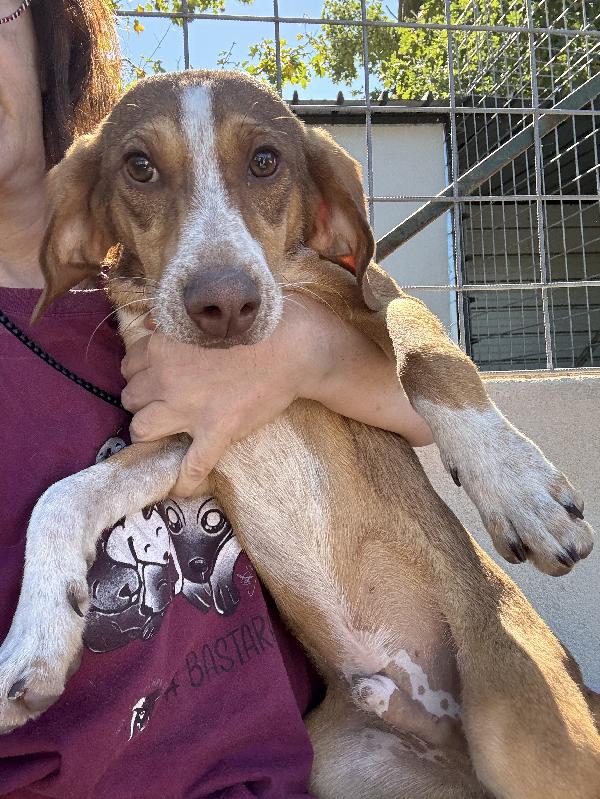 Pangolino cucciolo mix segugio 6 mesi Foto 4
