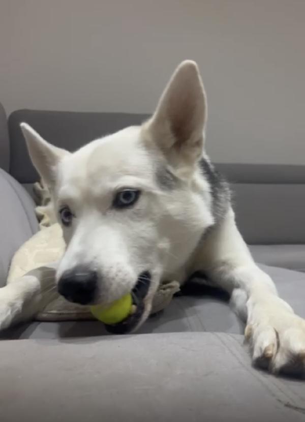 Bellissimo Simil Husky Cerca Casa